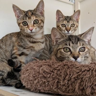 『猫里親さん募集!にゃんこ組』メンバー🐈⬛🐈🐾 猫はお家のなかで飼ってあげて下さい🙏外飼いする飼い主や遺棄をする飼い主も、野良猫に餌やりする人も同じ不適正飼養者です「野良猫=飼い主のいない猫」ではない。餌やりなどの迷惑な飼育はやめましょう