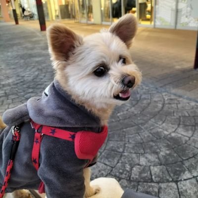 ぽちさんのプロフィール画像