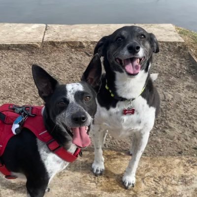 My name is Messi Milo & my brother is Henry StoJo. I'm a 9 year old Jack Russell mix & Henry StoJo is a 4 year old Heeler mix. 🐾 #dogsoftwitter #adoptdontshop