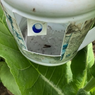 Guayaquil, Ecuador. Ingeniero Agrónomo especializado en feromonas e incrédulo de ver cuánto químico utilizan en el campo y tú comiendo esos alimentos.