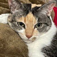 meme (@mimisuke_0203) 's Twitter Profile