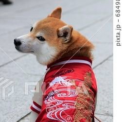 平野紫耀くんに沼落ちし今も溺れてます( 〃▽〃)紫耀くん愛かなり強めです❤️全てにおいて大好きです💕Number_i会員。Number_i応援してます❤️💜💙
柴犬も🐕‍🦺保護猫カフェのこはだなめこさより好きです。敬語なしで絡んでください！