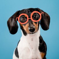 Dachshund Dog(@Dachshund_Dogs_) 's Twitter Profile Photo