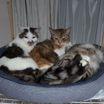 hacccccccchi1's profile picture. 気楽に毎日楽しく過ごしましょう！　茨城から都内へ通勤🚃　保護猫🐈・懸賞🎁・神社仏閣・御朱印⛩・益子・北欧雑貨・ファイヤーキング・陶器・食べ歩き🍛・山登り🏔・お酒🍺・コーヒー☕・読書📖・サッカー⚽大宮アルディージャ🐿️・野球⚾ヤクルトスワローズ🐧☂️