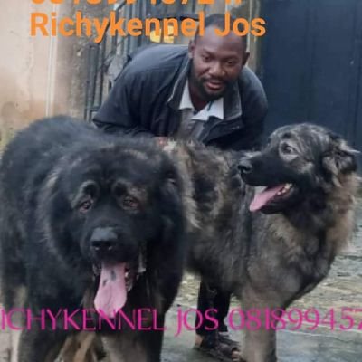 MOMOH ADEWALE RICHARD. Am cool  Hard  Working person and See Challenge as positivity  DOG BREEDING  General LIVE  STOCK  FARMING & MARKETING (Dogs  and PET)