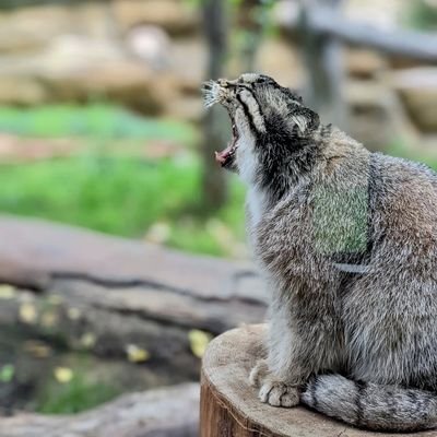 やぶとら(白)さんのプロフィール画像