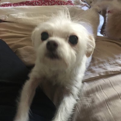 StevenMonday61's profile picture. Master of typeO and bad grammar