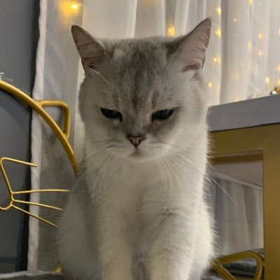 L60814881's profile picture. 