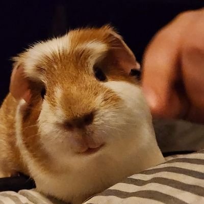 I love guinea pigs, video games, sleeping, and just chilling.