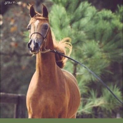 faisal142278's profile picture. محامٍ | بكالوريس أنظمة| مهتم بالقانون ومُطلع، الكُتب جزء من حياتي..