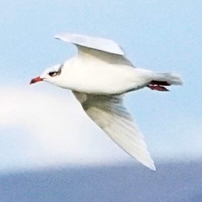 MidlothianBirds Profile Picture