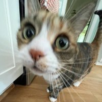 clam (@clmcginnity) 's Twitter Profile