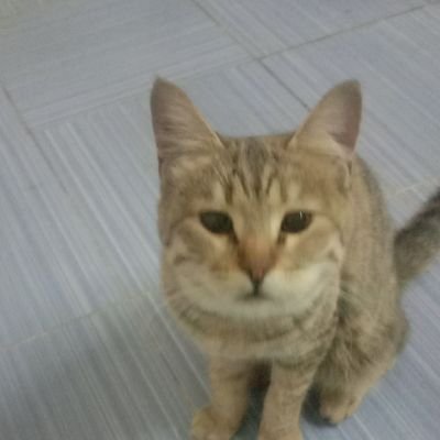 ShameerKlv's profile picture. 