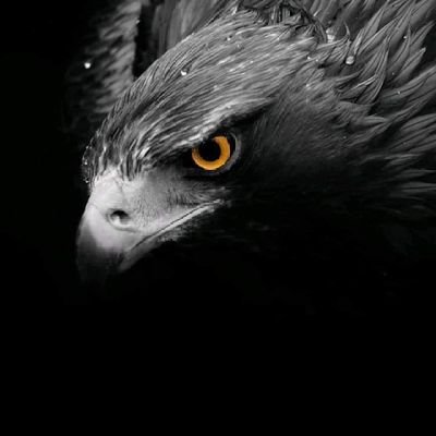 RichardMuamba5's profile picture. life is who you're 💪👁️🦅🦅🦅