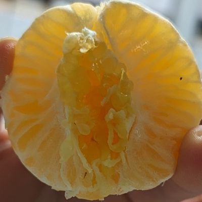 Sykeologi_Bear's profile picture. It is what it is