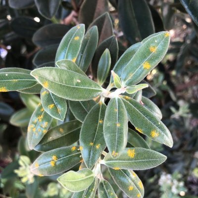 Beyond Myrtle Rust is a research programme that aims to study the behaviour, ecology, and impacts of the disease myrtle rust in New Zealand.