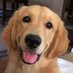 Golden The Best (@golden_the_best) Twitter profile photo Golden The Best (@golden_the_best) Twitter profile photo