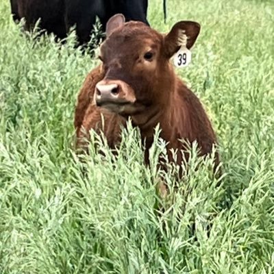 sarcastic East Iowa cow/calf, hog, and chicken farmer with a small feedlot.