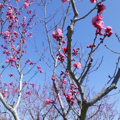 JapaneseRikael's profile picture. その昔　銀座のホステスをしていました。日本と（国籍だけではない）日本人の血筋が危機に面しています。まるで中国のように言論統制が起きていて、ウィグル族のような扱いになる可能性を危惧しております。日本でのマスコミも係わっている不正選挙を疑わざるを得ません。無言フォローご容赦を。