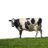 smolfukncow's profile image