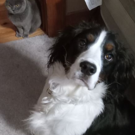 Cutest Tri- color  English Springer Spaniel puppy.  Brother of meanies (cats) Baobao + Lillykins.  Human Mom is loving but a Grumpy Pants at times.