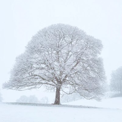 ronald_rasco's profile picture. 