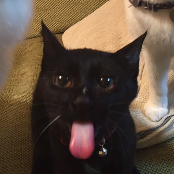 chobiama's profile picture. 生活の中心が猫から息子へ変わりました。SAP FI, MM, ほんのりSD フリーランスおじさん。