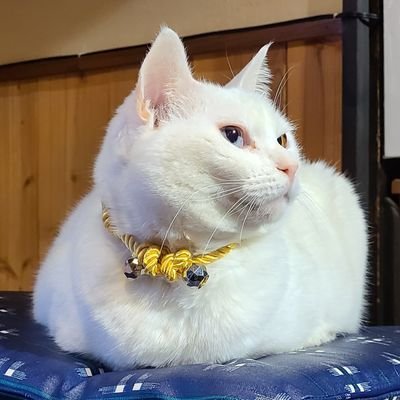 猫ちゃんと人の居場所を目指して。築90年超えの古民家で保護猫カフェをしています。YouTube(https://t.co/r7BFHPOMeY
Instagram(https://t.co/dnj8UqBBDd