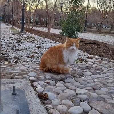 Mohamma36245201's profile picture. LOVE