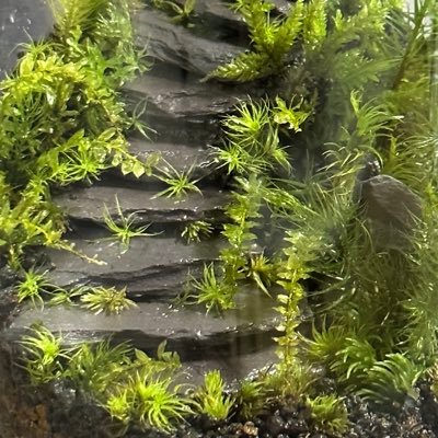 苔テラリウムの製作をしています。 I create moss terrariums.