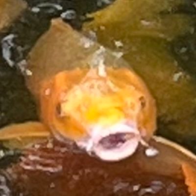 i am fish || splish splash🦭 -hungergames- -analoghorror- -youngroyals- -smilingfriends-