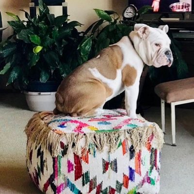 petiehenry's profile picture. Luv Harry Potter books/movies,Cassandra Clare books,big fan of geat singers,actors,stage shows n musicals,no life drama's,LGBT supporter,EQUALITY 🌈💗