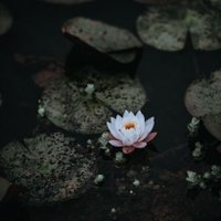 Gozde (@gozdengvn) 's Twitter Profile