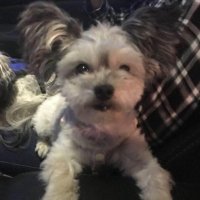 KC Johnson (@latelier207kc) 's Twitter Profile