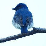 pajarito_azul（パハリト　アスル）(@El_pajarito_azl) 's Twitter Profile Photo