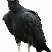 D Tee Jay (@dteejay_d) 's Twitter Profile