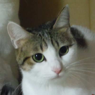 25年も前に縁あって、猫を飼い始めて今に至っています。
保護している野良ねこさん達の世話係として、奮闘する日々です。
可愛がってあげたら、皆んな態度で示してくれるから、
益々可愛がってあげてしまいます。
犬も飼っています。こちらも元野良さんでした。