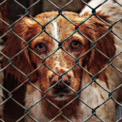 Difundimos casos de animales en peligro para facilitar su acogida o adopción. 
¡Todo por ellos!