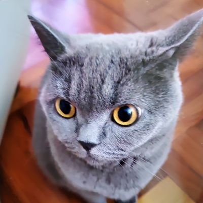 toyonarie's profile picture. 