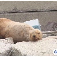 ナラ (@6w87mxyxhkz7c4c) Twitter profile photo