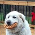 big dog (@largerdog6621) Twitter profile photo big dog (@largerdog6621) Twitter profile photo