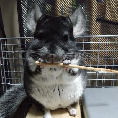 チンチラのうに♂(2021/07/03生)と暮らしてます。動物(特に齧歯目🐭)が大好き。無言フォロー失礼いたします。