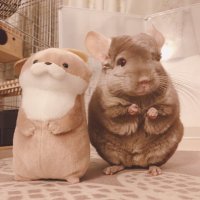 きなこもこ (@moco_kinaco) Twitter profile photo