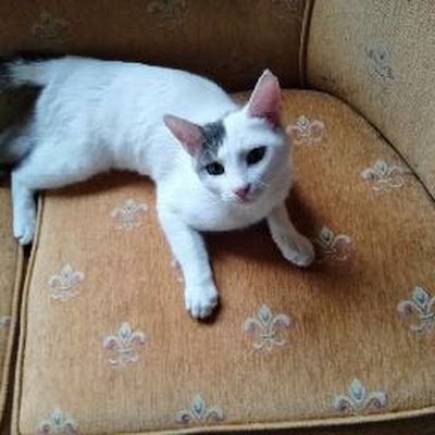 Bahriah94338031's profile picture. Eğriye eğri, Doğruya doğru...

Bilgisayar Prog+İşletme mezunu

Düğün salonu,market işletmecisi 
Kasımpaşalı/Potamyalı