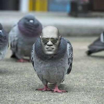 araggchan's profile picture. 