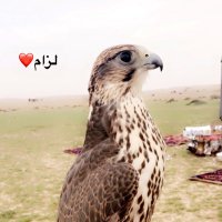 يوسف العبودي ابوياسر (@yaser5861) 's Twitter Profile