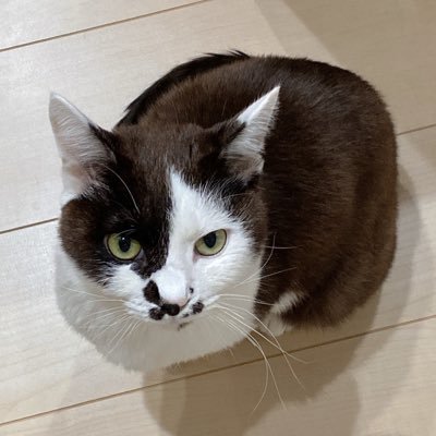 がんも（2歳８ヶ月）致死率ほぼ100%のFIP【猫伝染性腹膜炎】寛解✨✨クラウドファンディング皆様のお陰で達成する事が出来ました🎉沢山の応援ありがとうございました🥹Instagram▶️https://t.co/QwbJhZ2KSM #ねこ #FIP #猫伝染性腹膜炎 #保護猫