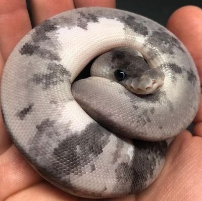 Greyky Snakyさんのプロフィール画像
