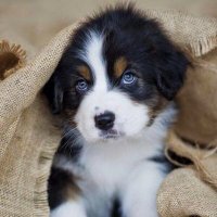 Catsdogs (@catsdogs1804) 's Twitter Profile