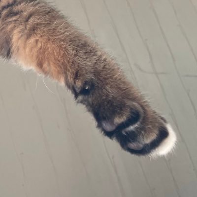 maoushunsama's profile picture. 猫とアニメが大好きで今はツキウタ。にハマりすぎて通帳内が悲鳴を影てるけど衝動を抑えきれずに突っ走ってしまっている自分に嫌気が指すけど楽しいし嬉しいし幸せすぎるのでもう何でもいい